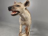 a stuffed hyena that is on display in a room
