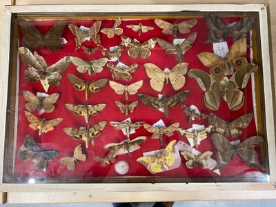 a picture of a display of moths in a glass case