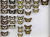 de nombreux types de papillons différents présentés dans une vitrine