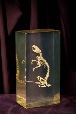 a glass box with a skeleton in it on a table