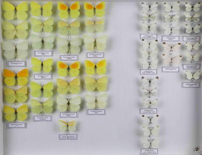 de nombreux types de papillons différents présentés dans une vitrine