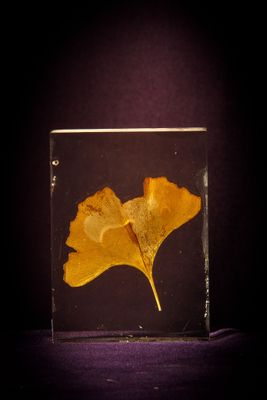 yellow ginknife leaf in a glass block on a black background