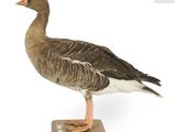 un oiseau posé sur un bloc de bois