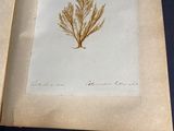 an open book with a picture of a plant on it