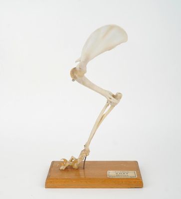 skeleton of a bird on a wooden base on a white background