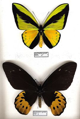 two yellow and black butterflies in a white frame