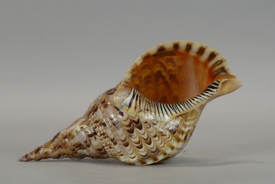 a shell that is sitting on a table
