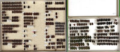 many different types of beetles in a display case