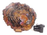 a picture of a large petrified stone with a camera next to it