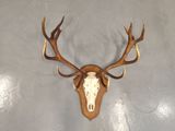 a deer head mounted on the wall with antlers