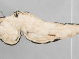 a moth that is sitting on the wall