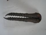 two horns that are sitting on top of a table