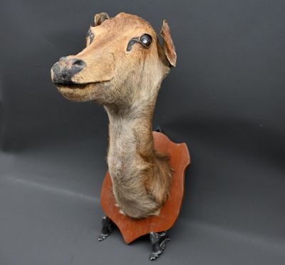 Tête de cerf taxidermisée sur socle en bois.