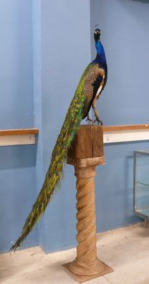 a peacock sitting on top of a wooden post