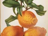 a picture of a book with a picture of lemons on it