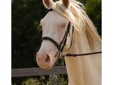 un cheval blanc avec une bride, debout devant une clôture