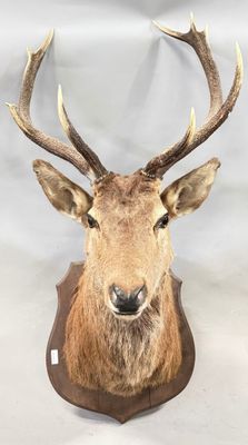 a close up of a deer head mounted on a wall