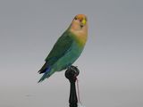 a small bird that is sitting on top of a black stand