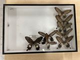 many butterflies in a glass case on a table