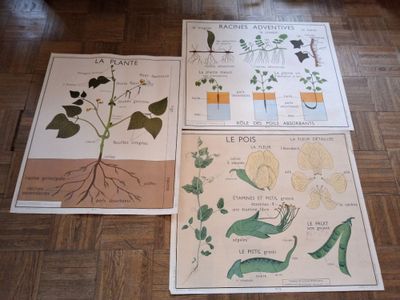 Lot de 5 grandes affiches scolaires, Editions ROSSIGNOL COOP… - Photo 1