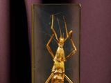 un insecte dans une vitrine, posé sur une surface violette