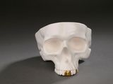 a white skull with gold teeth on a gray surface