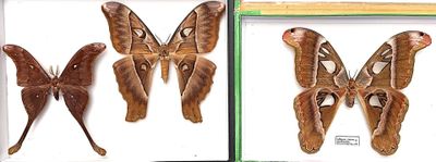two framed butterflies are displayed in a display case on a table