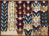 many different types of butterflies displayed in a wooden frame