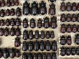 a lot of beetles that are on display in a display case