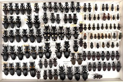 a lot of bugs that are on display in a display case