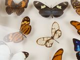many different types of butterflies in a display case