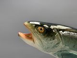 un poisson qui a la bouche ouverte, la bouche grande ouverte