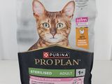 le chat est assis devant un sac de croquettes « Prop Plan » pour chats