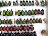 a lot of beetles on display in a display case