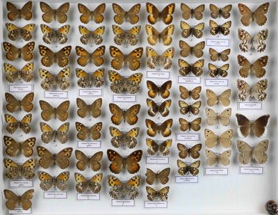 de nombreux types de papillons différents présentés dans une vitrine