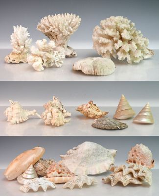 de nombreux types de coquillages exposés sur une table