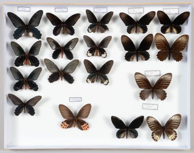 de nombreux types de papillons exposés dans un cadre blanc