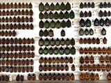 many beetles on display in a white display case
