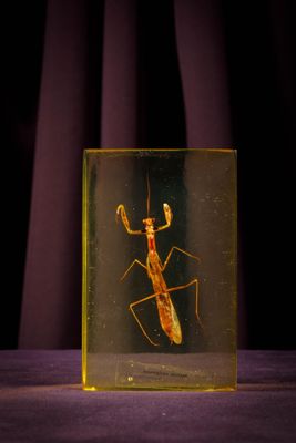 un insecte dans une boîte en verre posée sur une surface violette