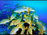 an image of a large group of fish swimming in the ocean