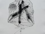 an image of a drawing of a bug on a piece of paper
