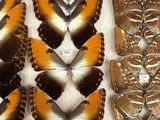 several different types of butterflies are displayed in a display case