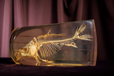 a fish skeleton in a glass bottle on a table
