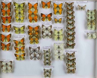 de nombreux types de papillons différents présentés dans une vitrine
