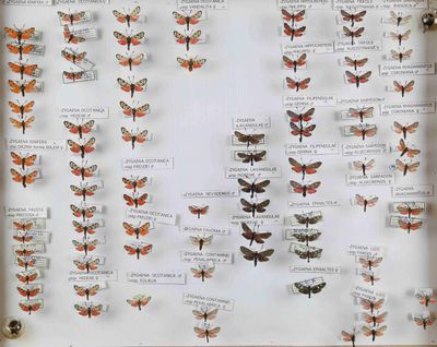 de nombreux types de papillons exposés dans une vitrine