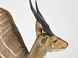 a antelope with large horns standing on a white surface