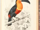 an open book with a drawing of a toucan sitting on a branch