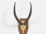 an antelope head mounted on a wooden plaque with long horns