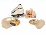 three shells and a rock on a white surface