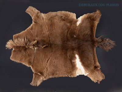 a brown and white animal skin on a black background